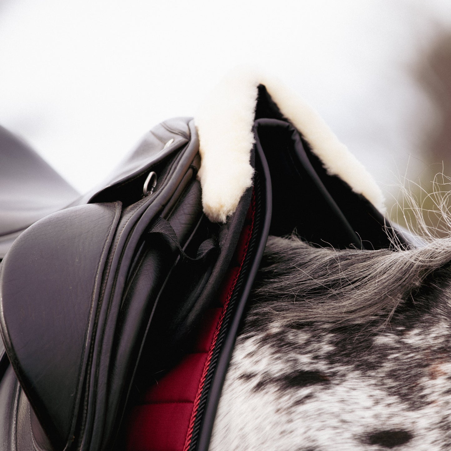 The Bellissima Saddle Pad – Inspired by Louboutin