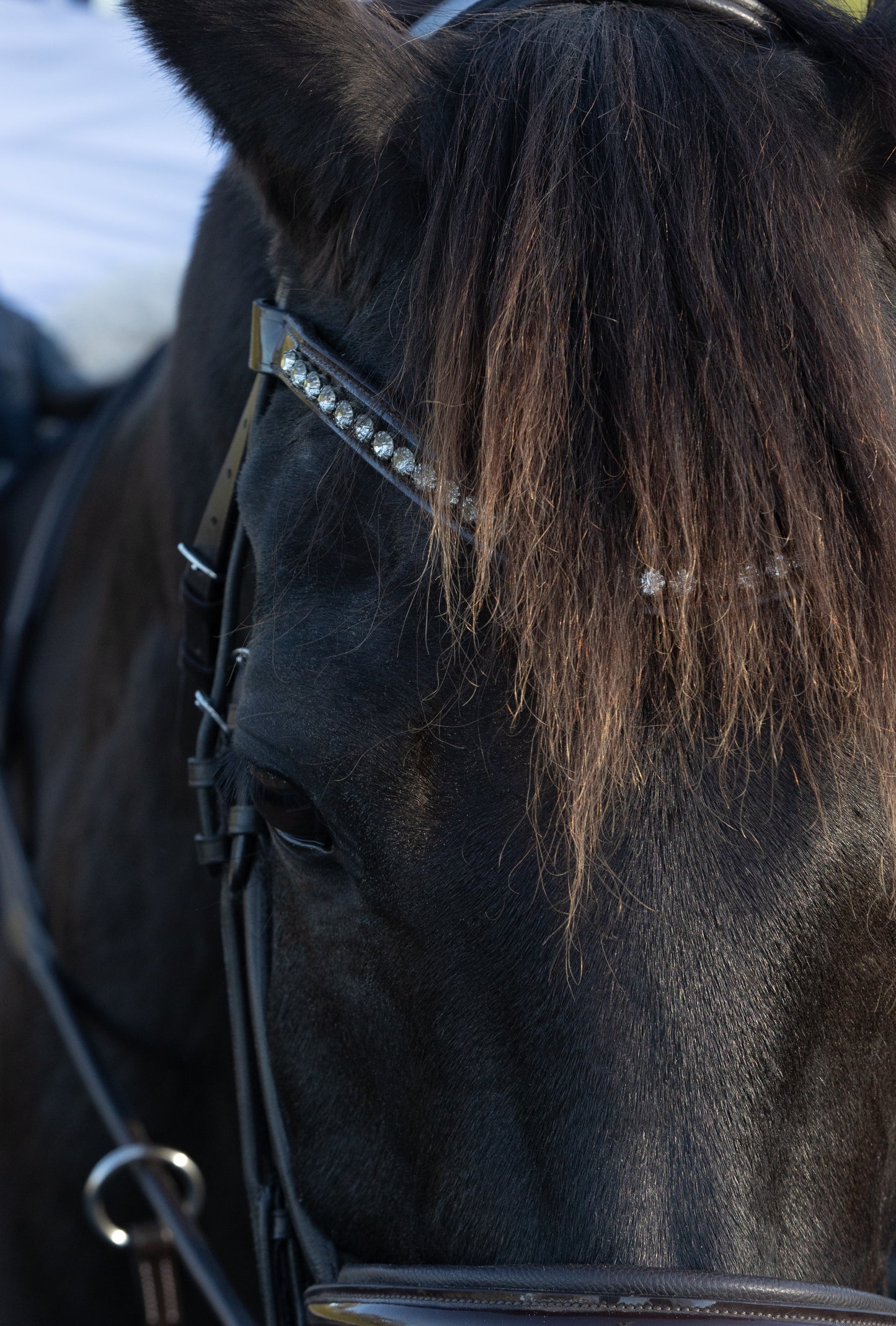 Isabella Patent Dressage Bridle