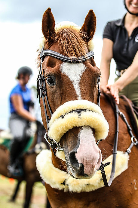 New Sheepskin Bridle