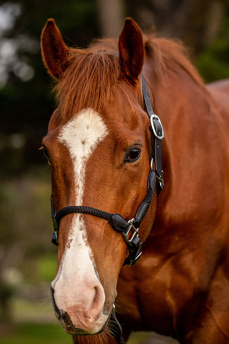 Leather Rope Hybrid Halter