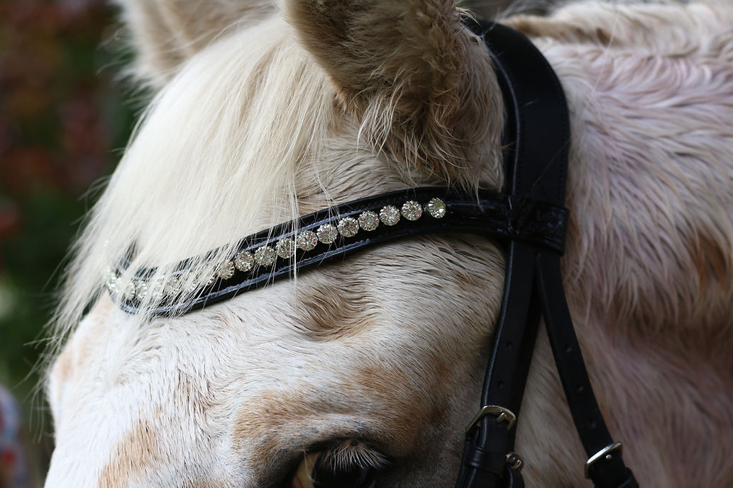 Isabella Patent Dressage Bridle