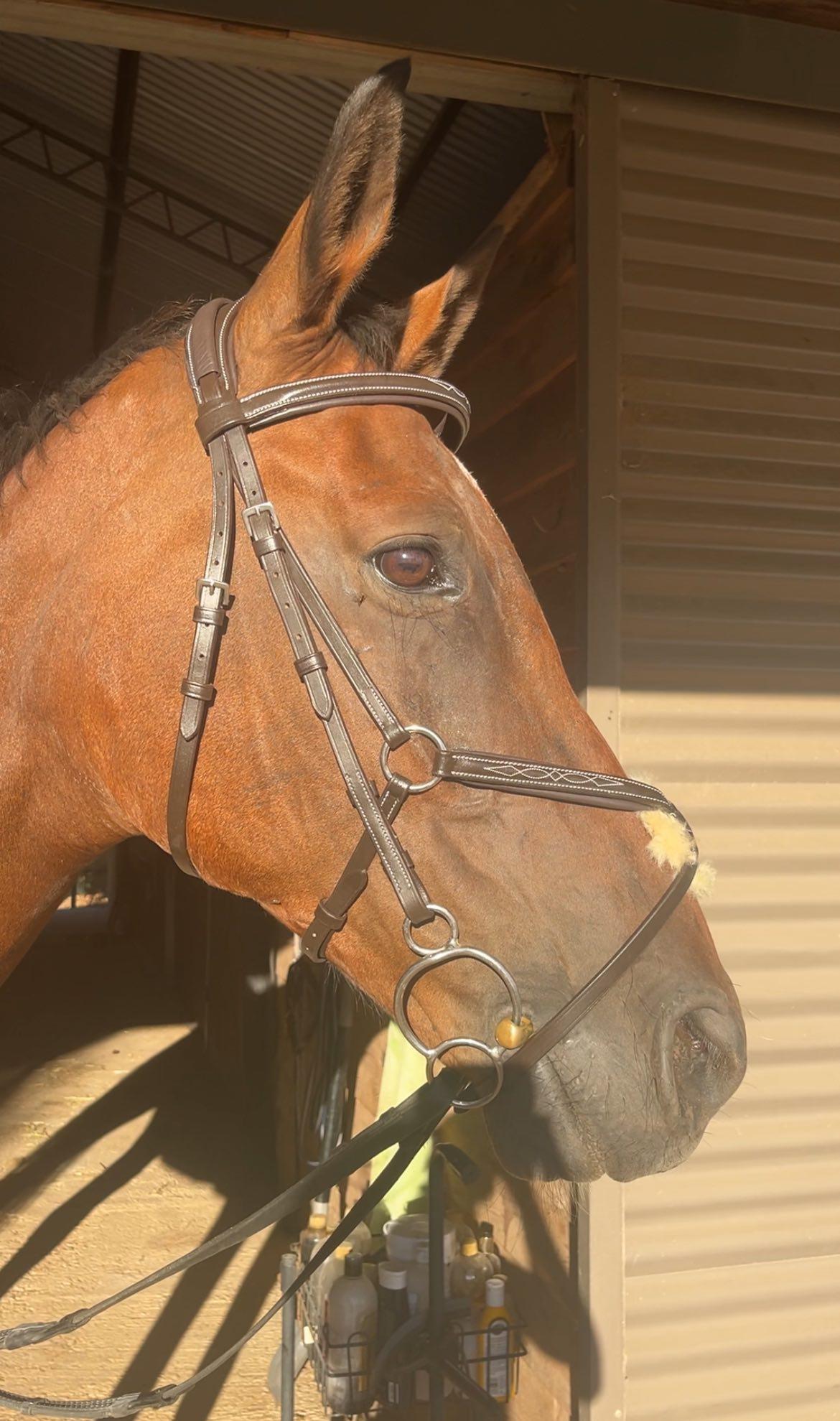 Zara Grackle Bridle