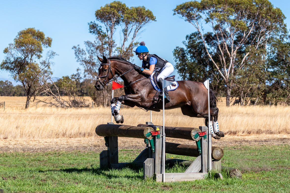 Zara Grackle Bridle