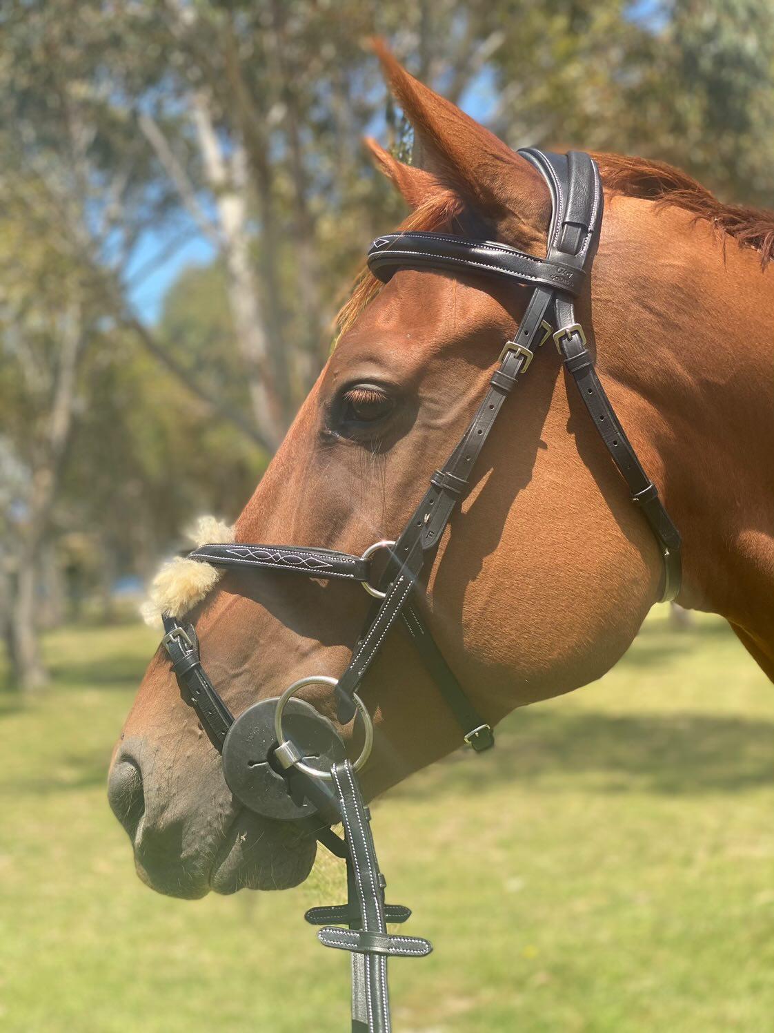 Zara Grackle Bridle