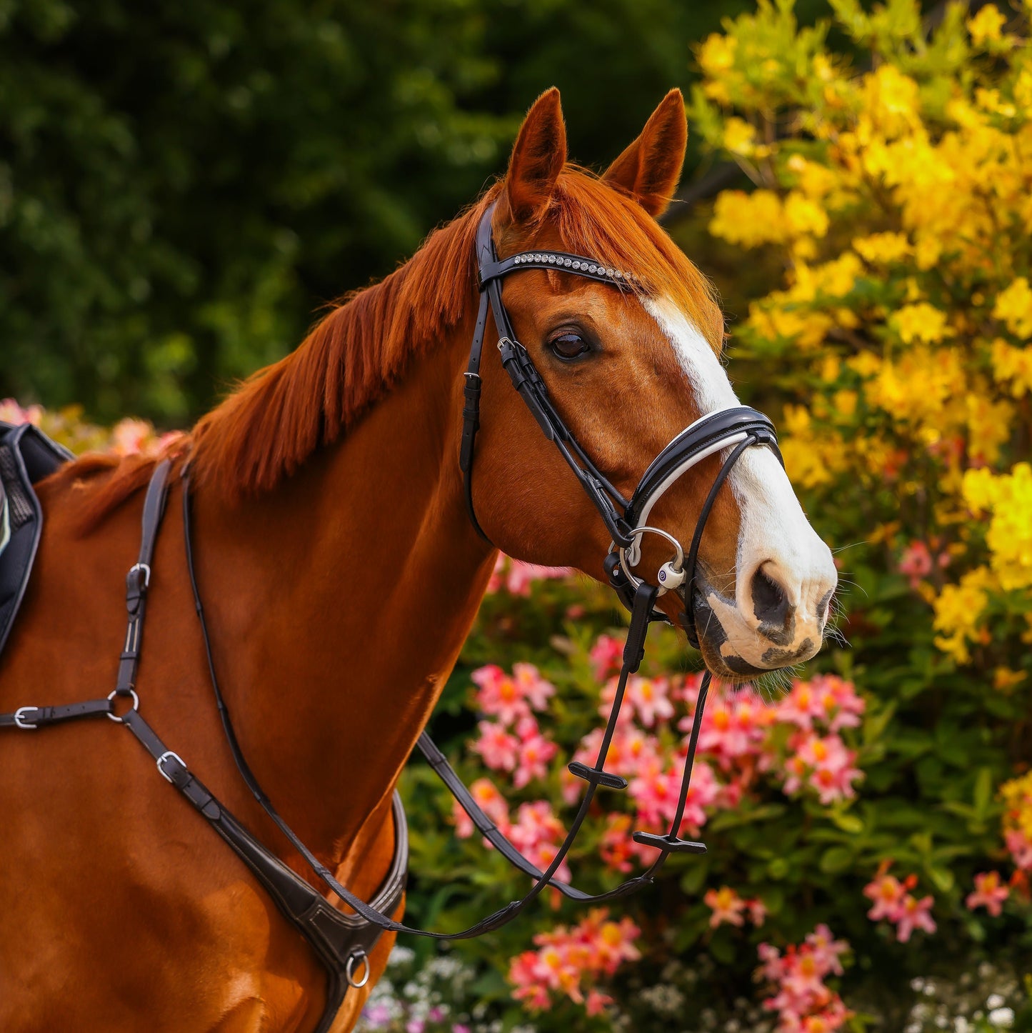 Florence Patent Dressage Bridle